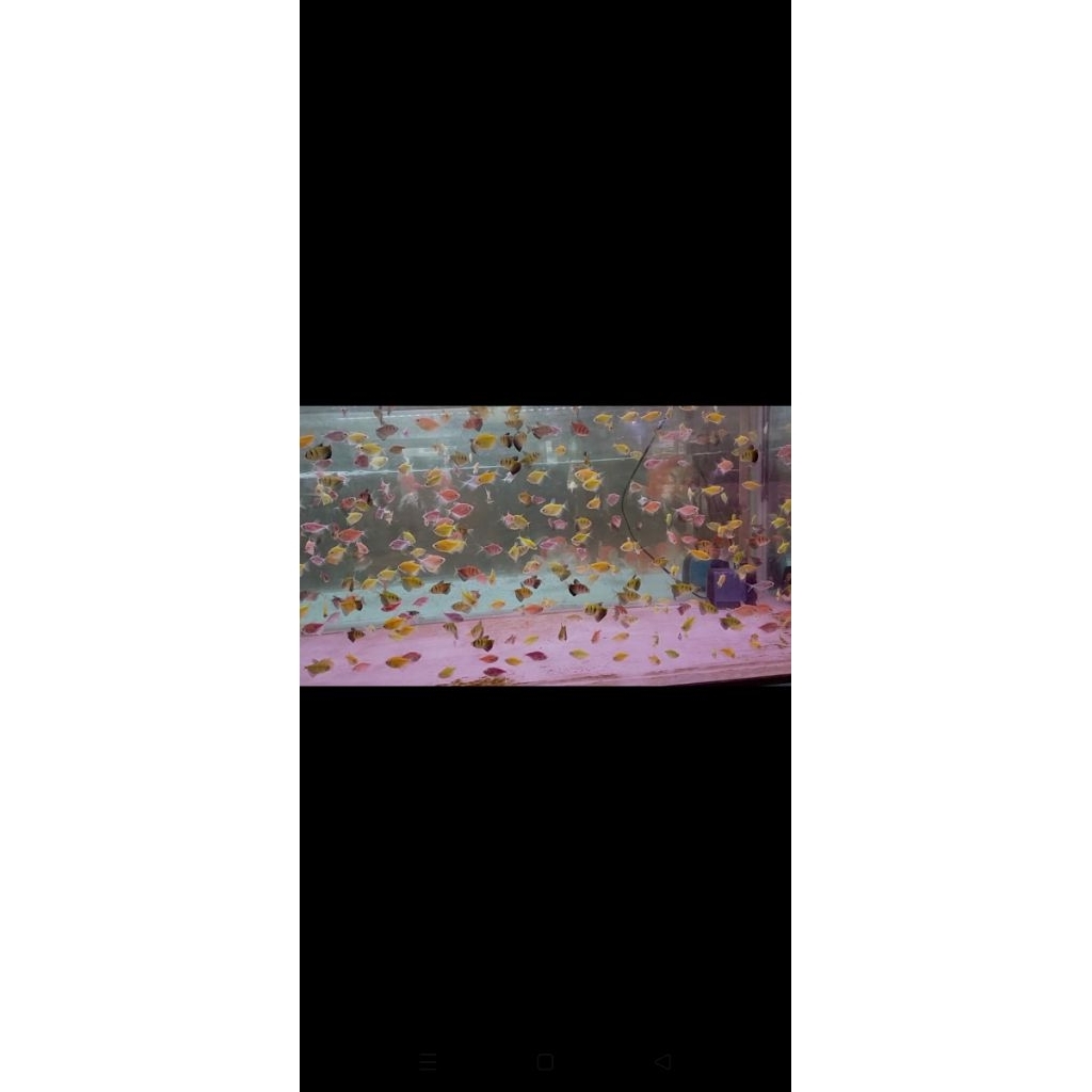 Ikan Hias GLOFISH Warna Warni isi 10 ekor