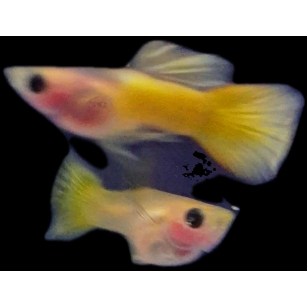 Hiasan Guppy Yellow Short Body Glass Belly