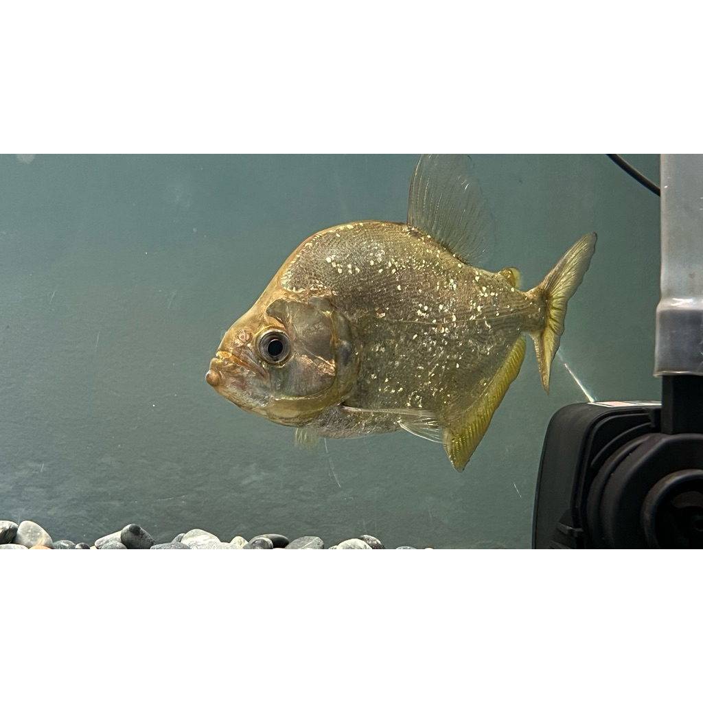 serrasalmus branditi