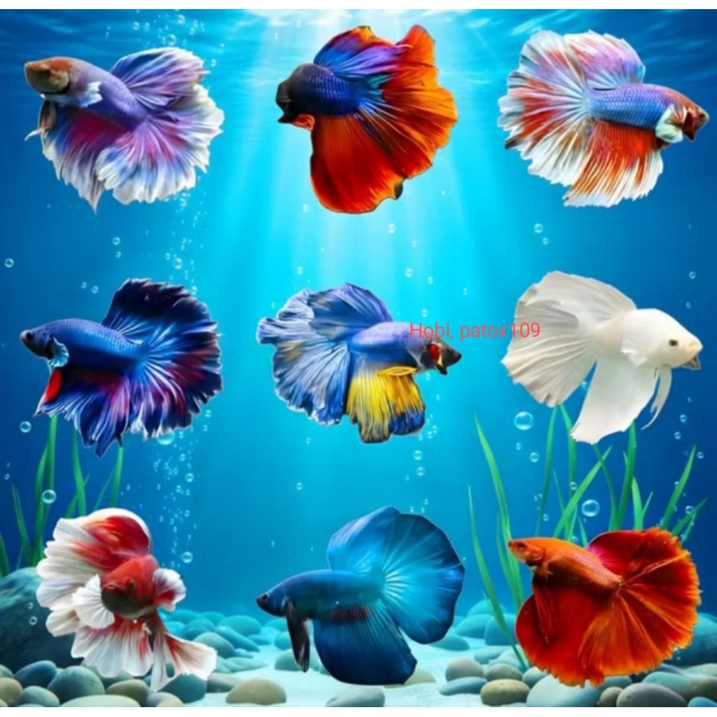 ikan Cupang halfmoon Sepasang