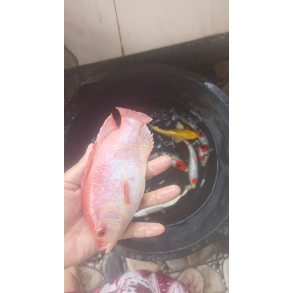 bibit ikan nila merah ukuran 3 jari