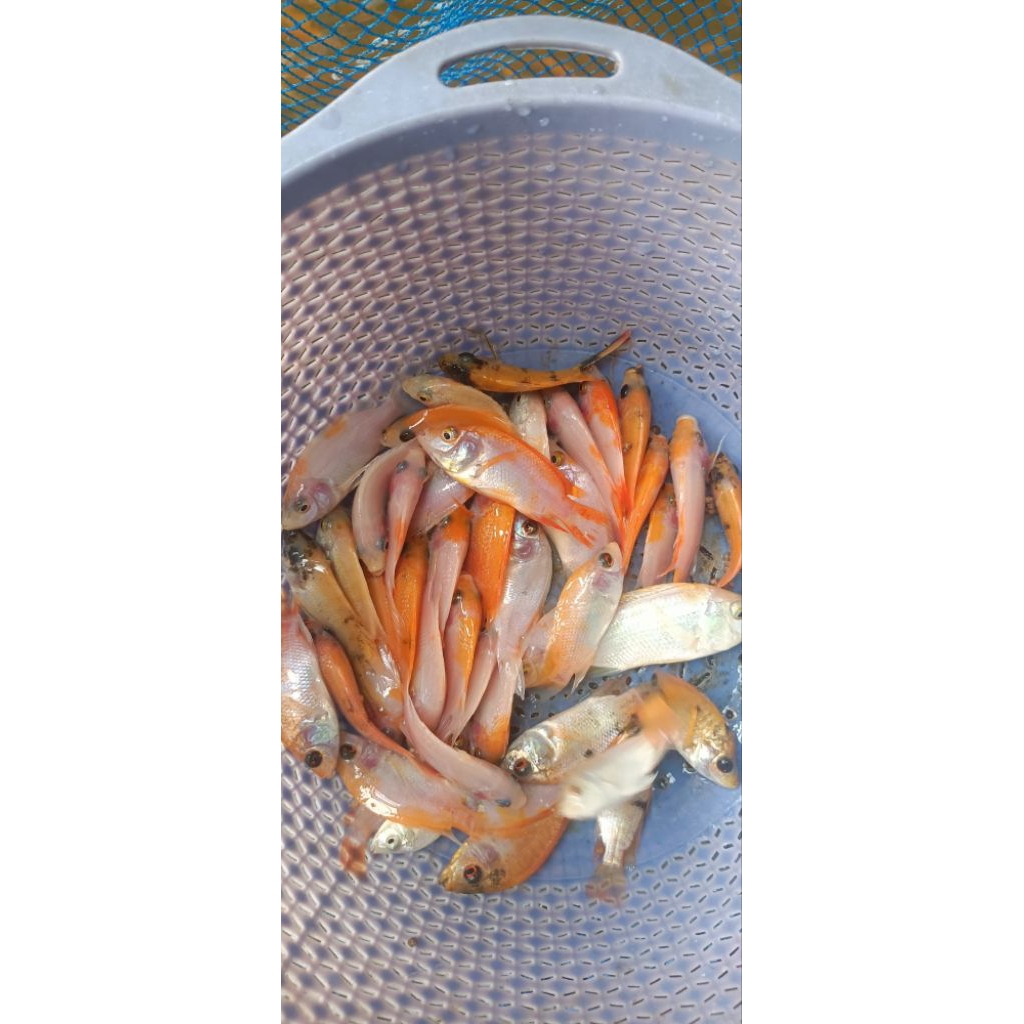Bibit ikan nila merah