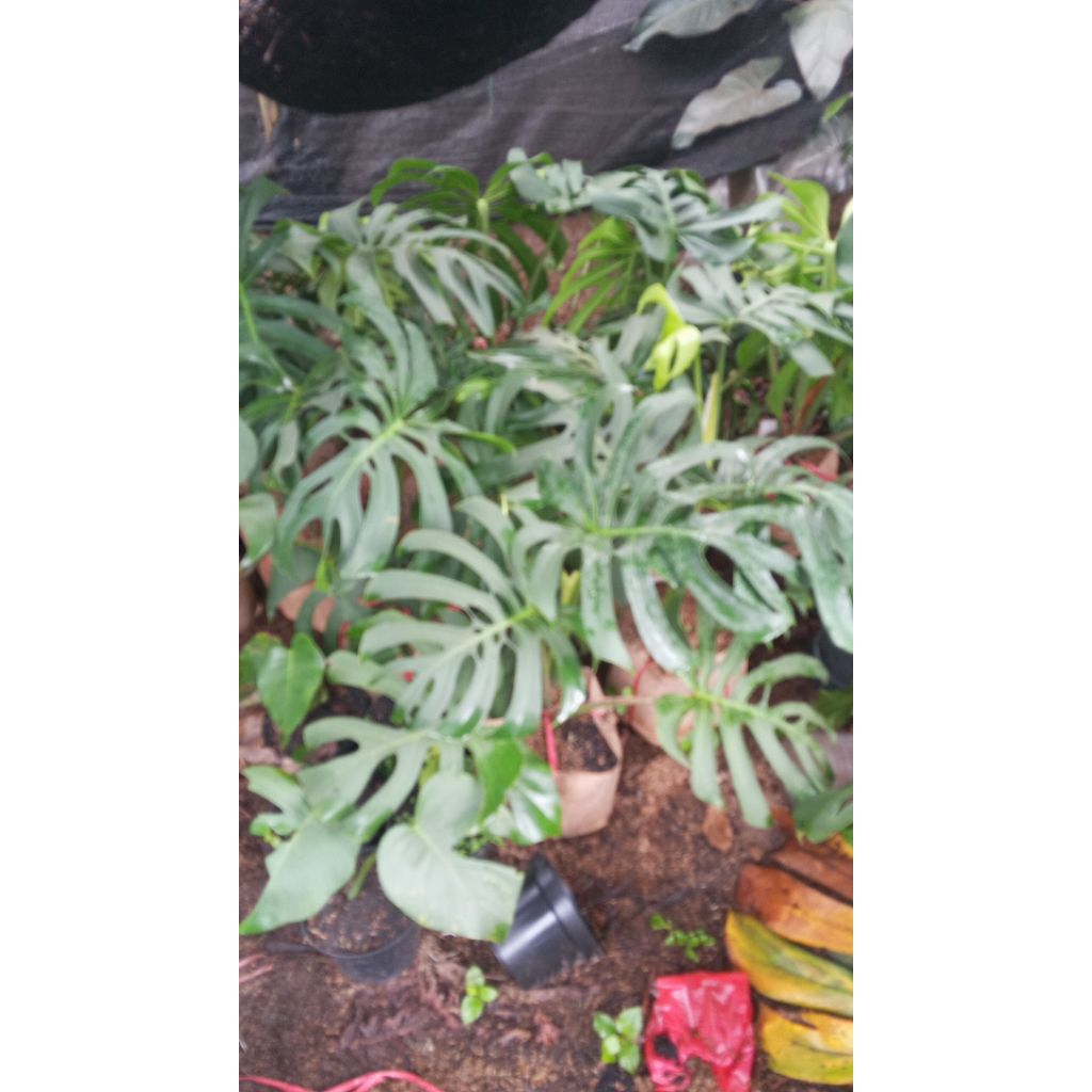 Monstera Brazilian form