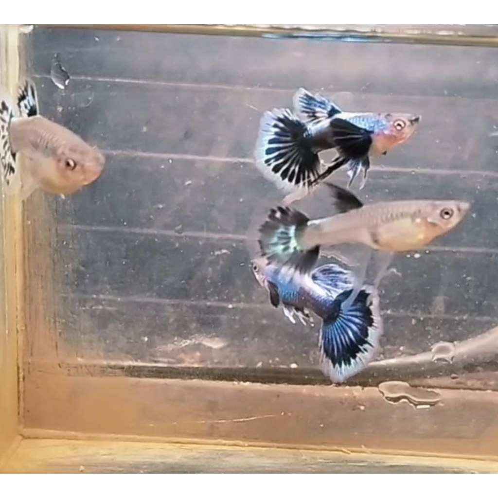 pewangi guppy ivory ribon