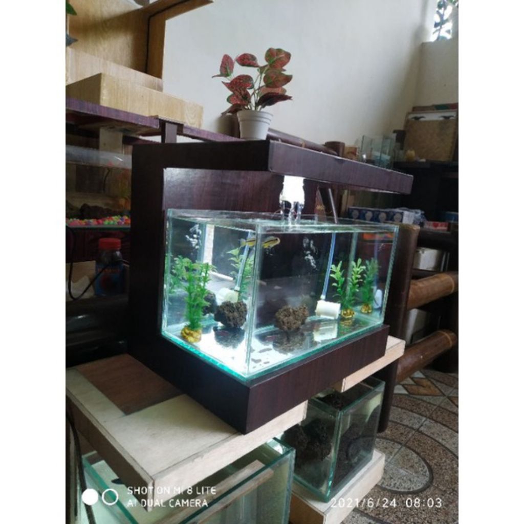 display kabinet aquarium minimalis ikan hias
