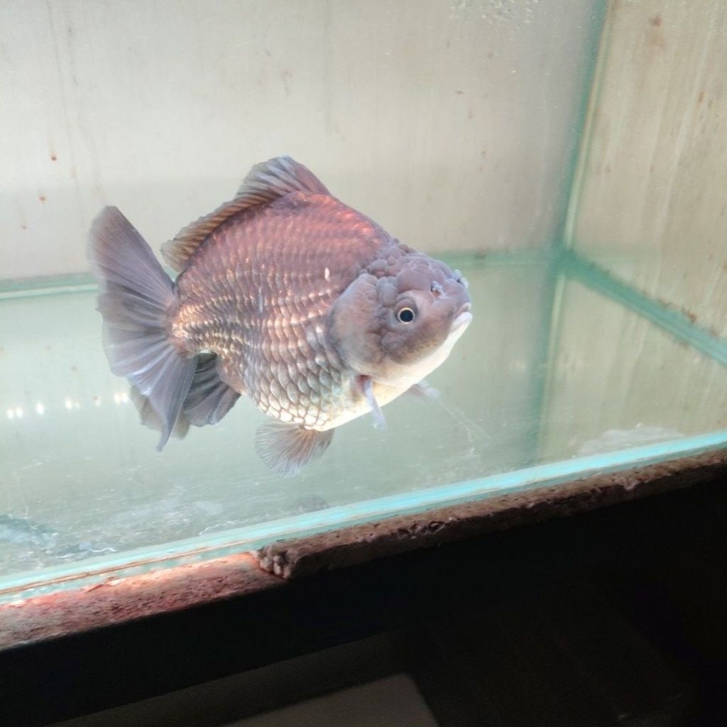 ikan koki gen godzilla gen jumbo