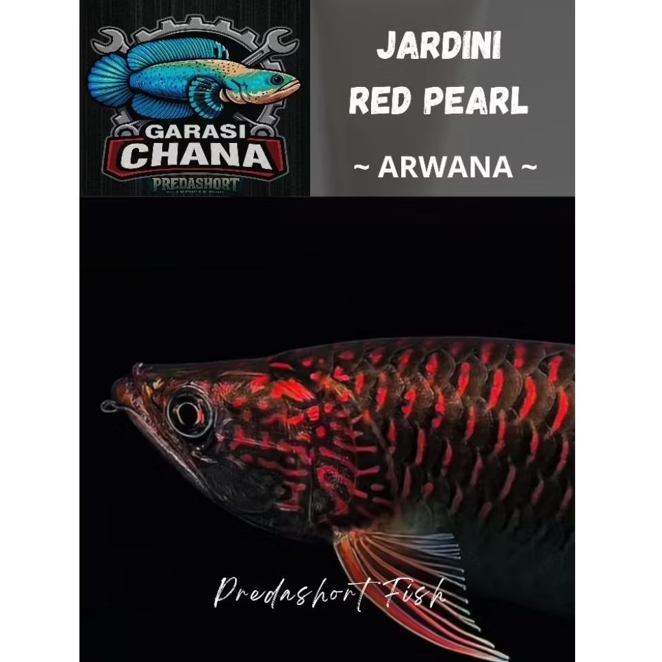 Arwana Jardini Red Pearl berkualitas bergaransi
