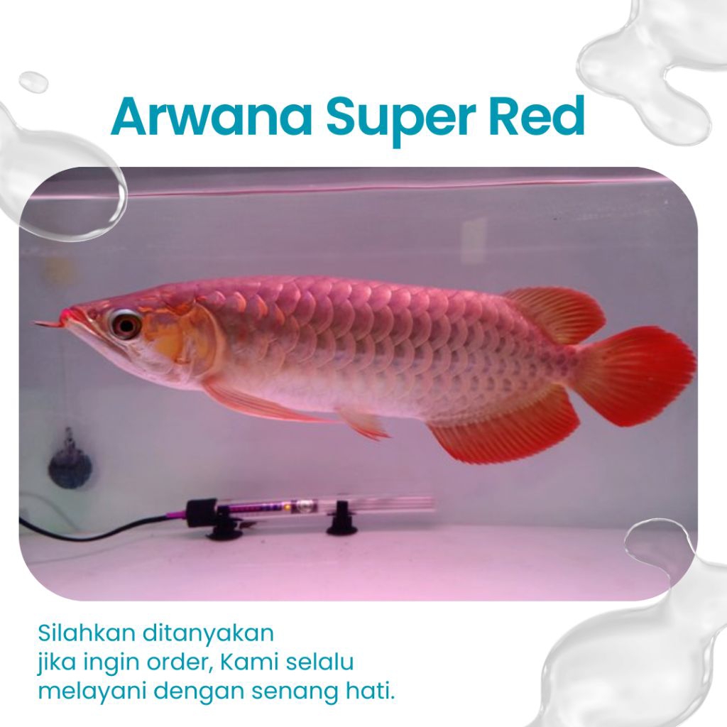 READY ARWANA SUPER RED SIZE 15-20 CM ( Aksesoris Aquarium )