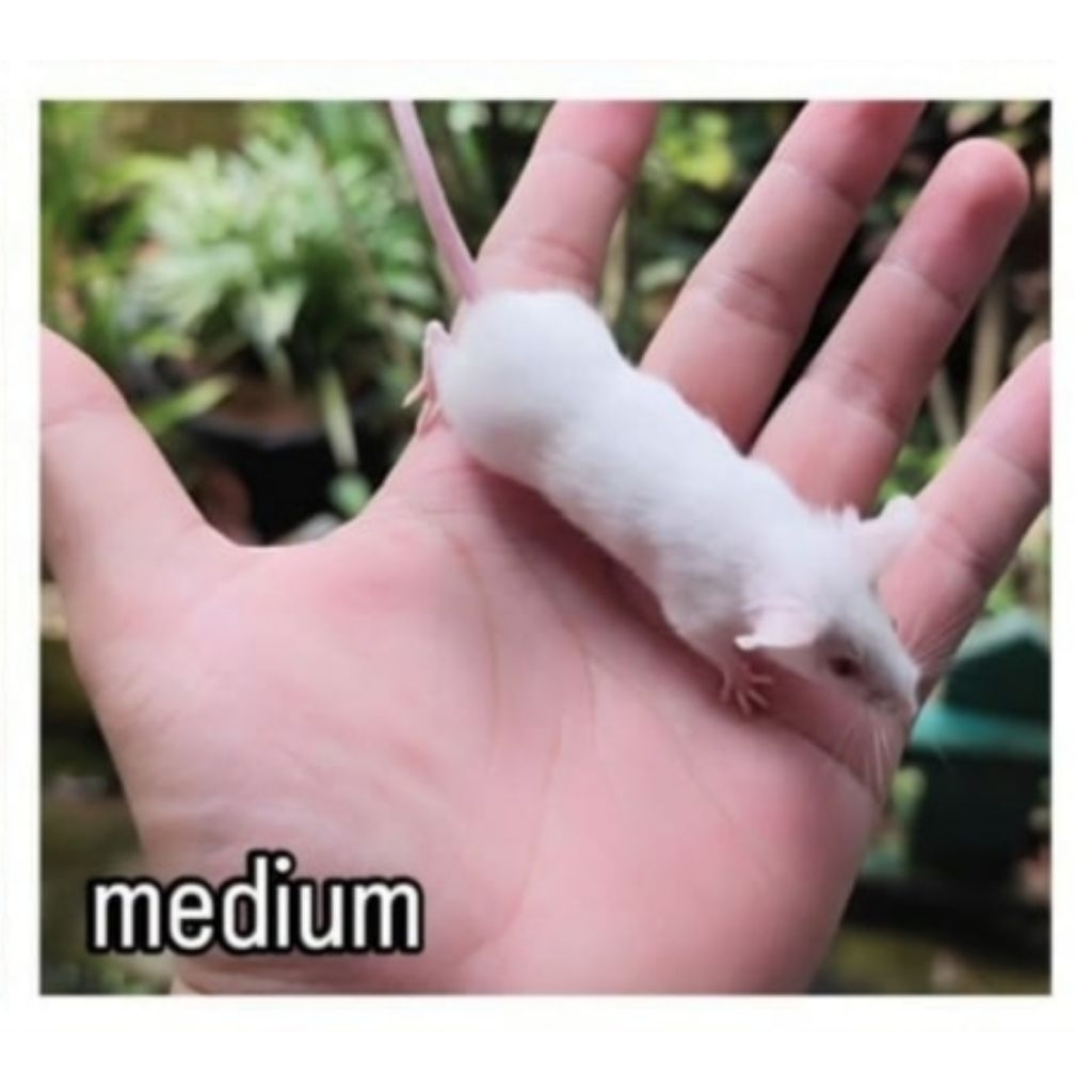 Medium - Tikus Putih (Mencit)