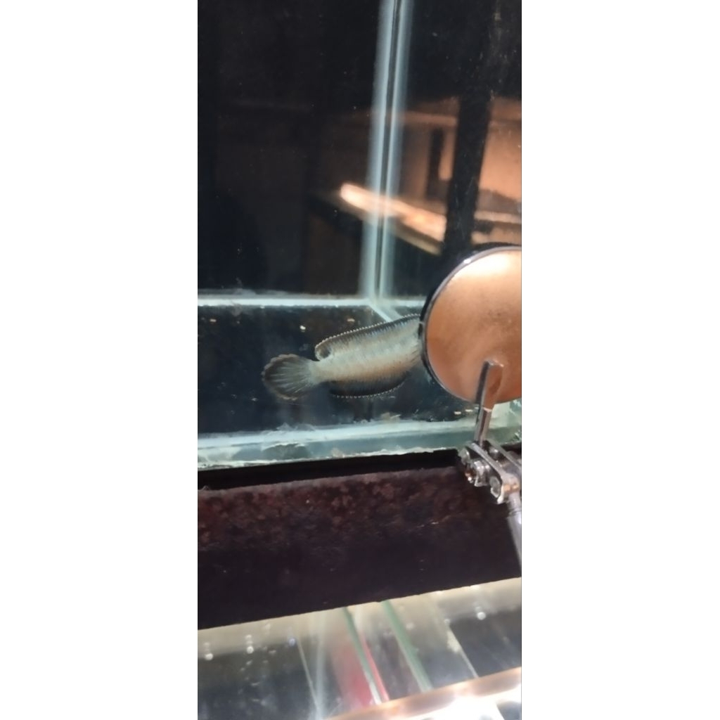 mainan chana blue bengal