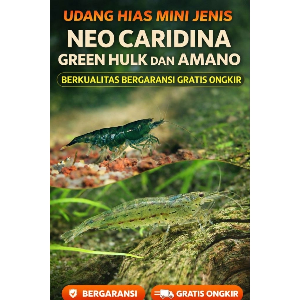 PAKET UDANG HIAS AQUARIUM AQUASCAPE - UDANG HIAS AIR TAWAR - PEMBERSIH AQUARIUM AQUASCAPE - HIASAN A