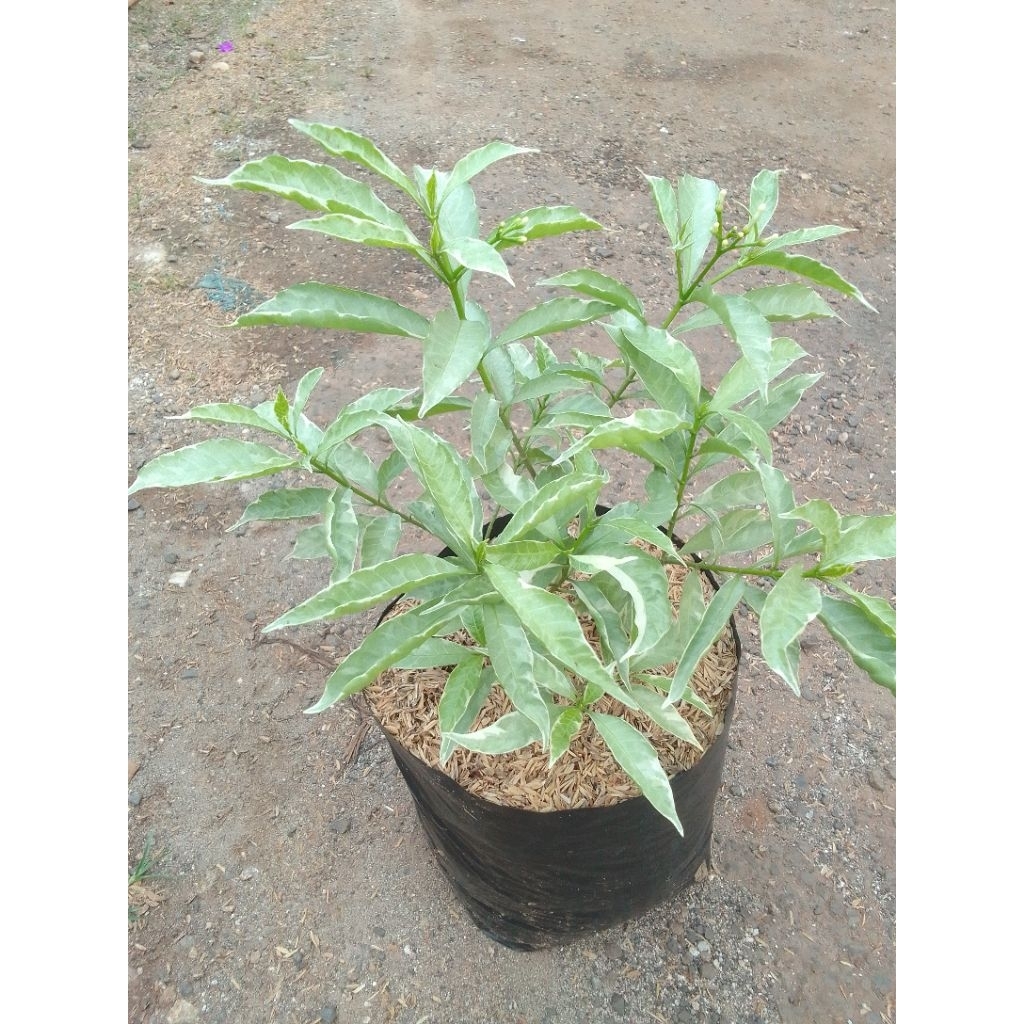 Bibit Tanaman Rombusa Varigata Rombusa kuning mudah berbunga