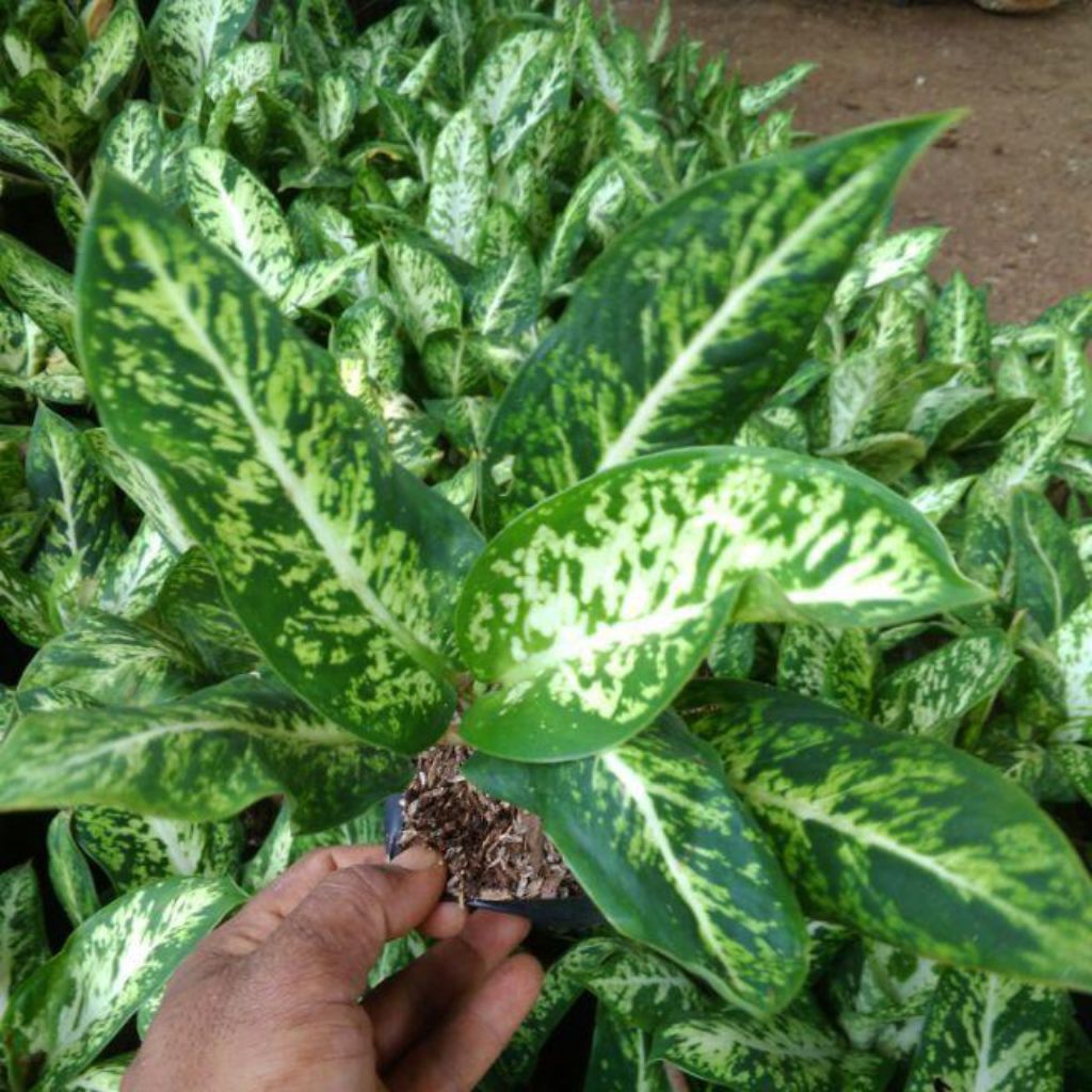 tanaman hias aglonema sri rezeki sparkle / tanaman aglonema sparkle