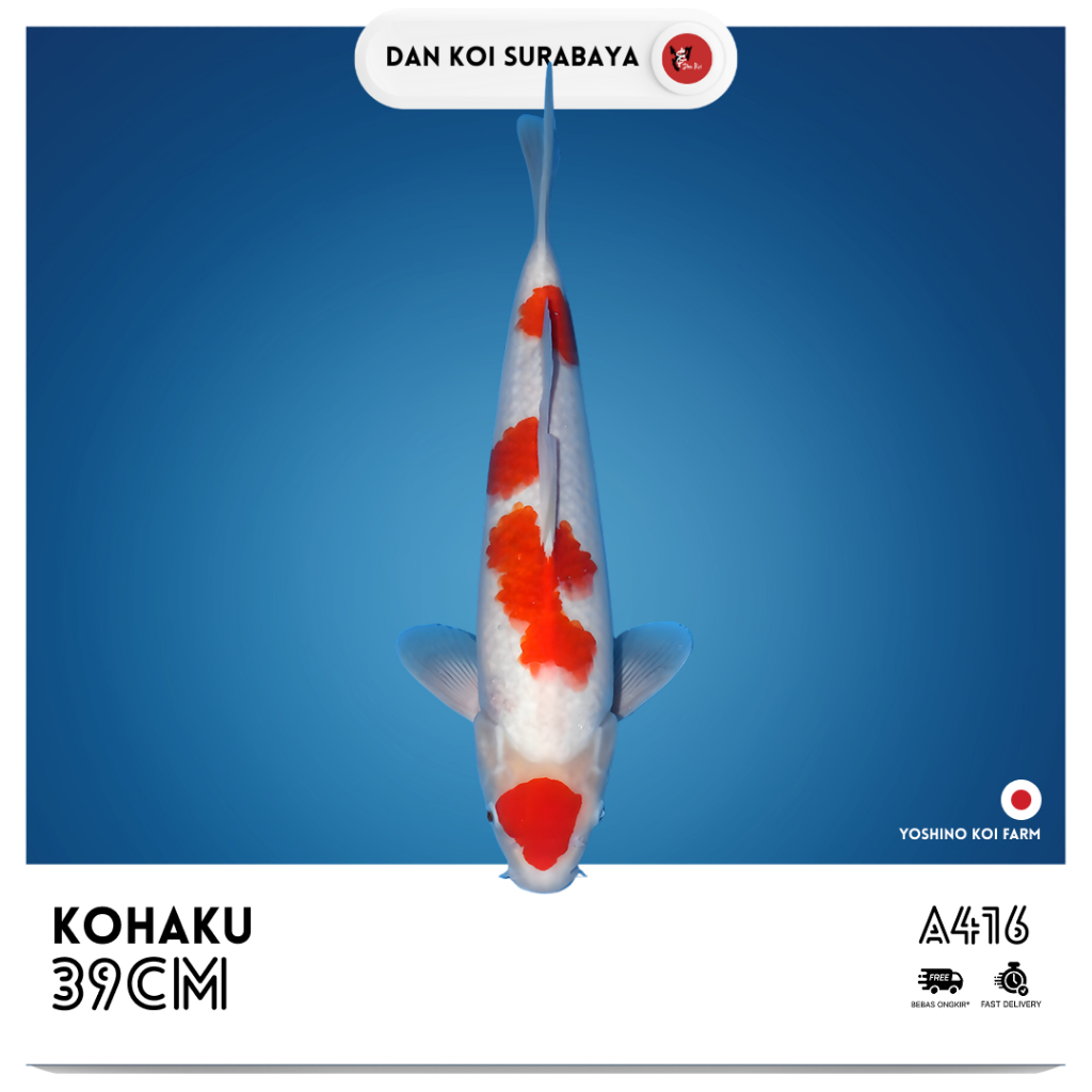 Ikan Koi Import Kohaku (Yoshino Koi Farm) Bloodline Dainichi Kode A416