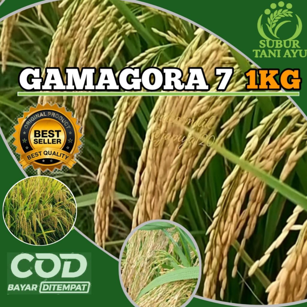 BENIH PADI GAMAGORA 7 SUPER BERKUALITAS UNGGUL KEMASAN 1KG