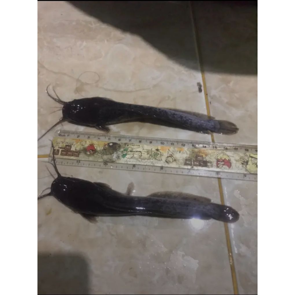 BIBIT LELE DUMBO PANJANG 15-16 CM (isi 100 ekor)