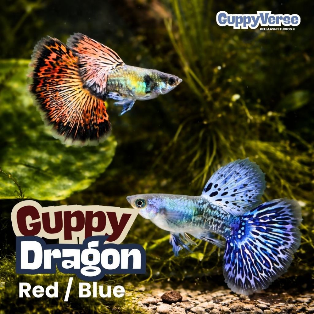 Guppy Dragon Red / Dragon Blue