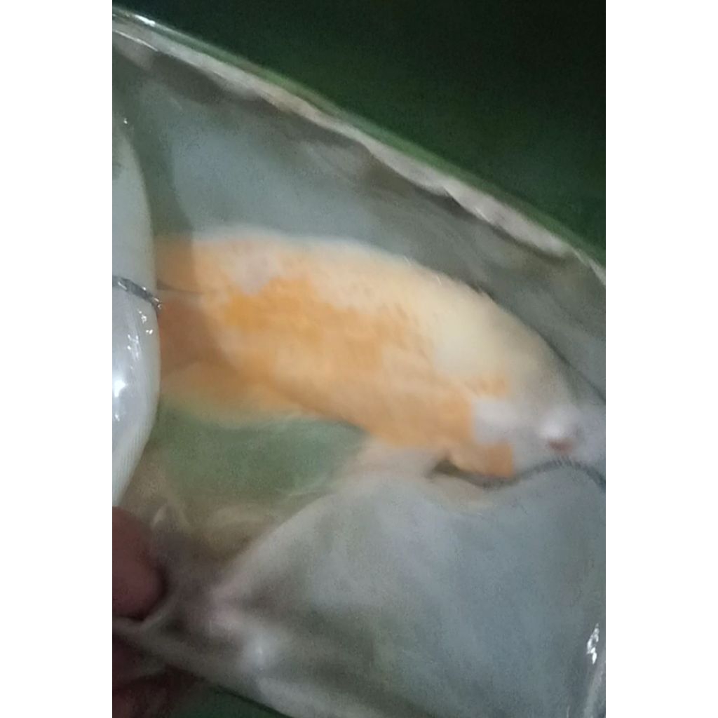 Oscar Tiger albino Thailand gede