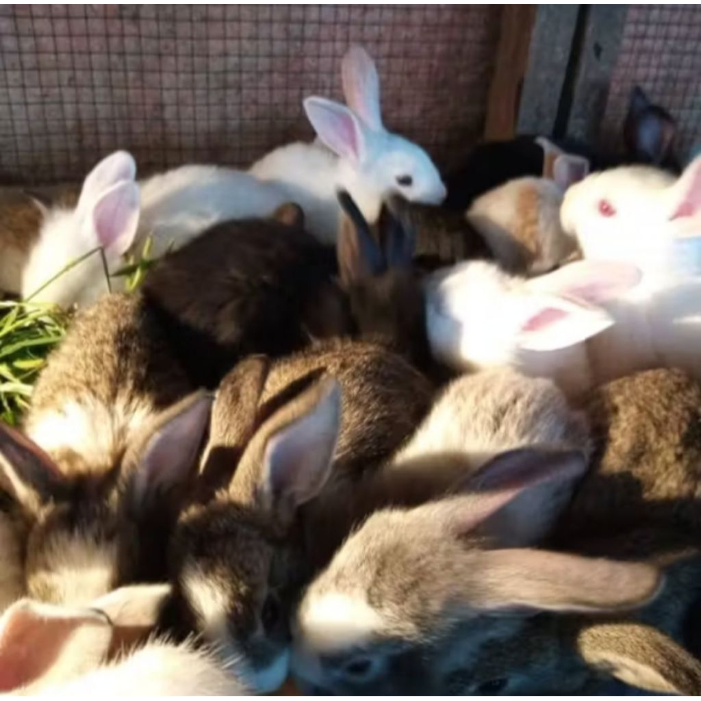 anak kelinci/kelinci anakan/rabbit/kelinci lokal