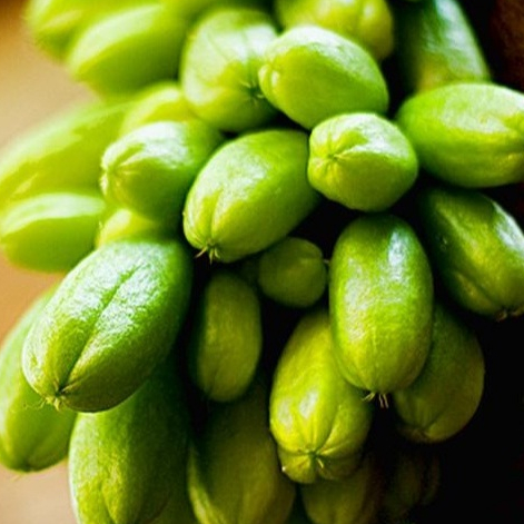 BIBIT / POHON BELIMBING WULUH CEPAT BERBUAH SIAP TANAM