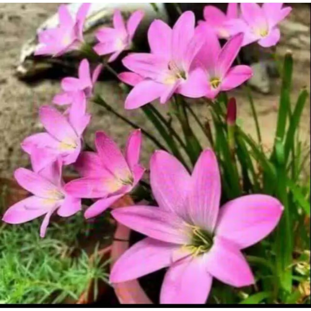 Umbi Bunga Rain Lily / lily Hujan Pink ( isi umbi 20 butir )