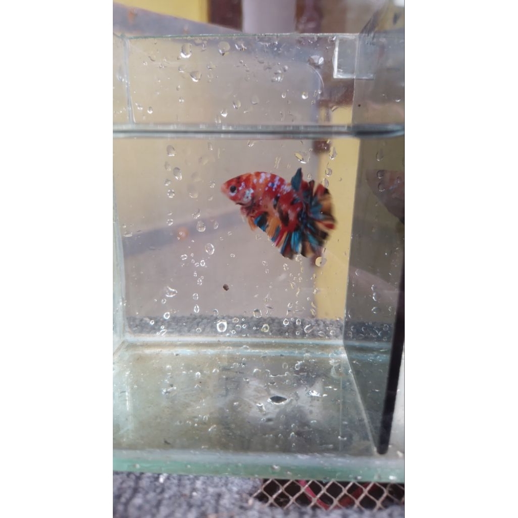 CUPANG GIANT MULTI COLOR SIZE M (MALE)