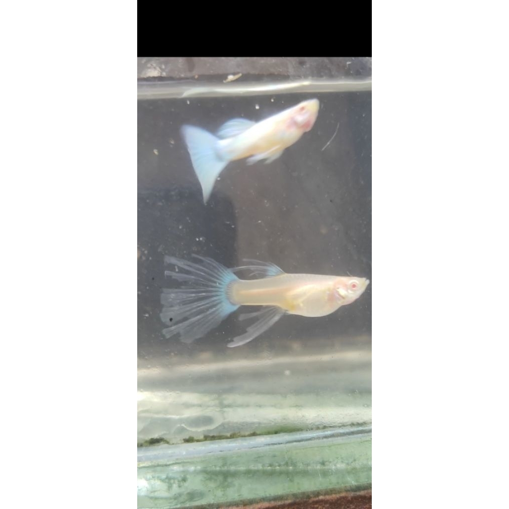 hiasan akuarium guppy sky blue ribbon swr