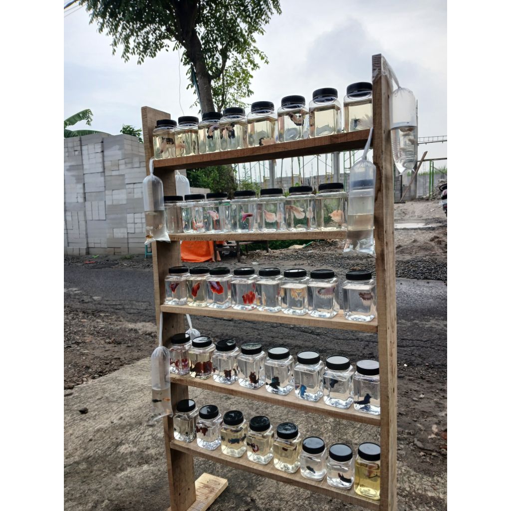 ikan cupang + toples plastik kecil