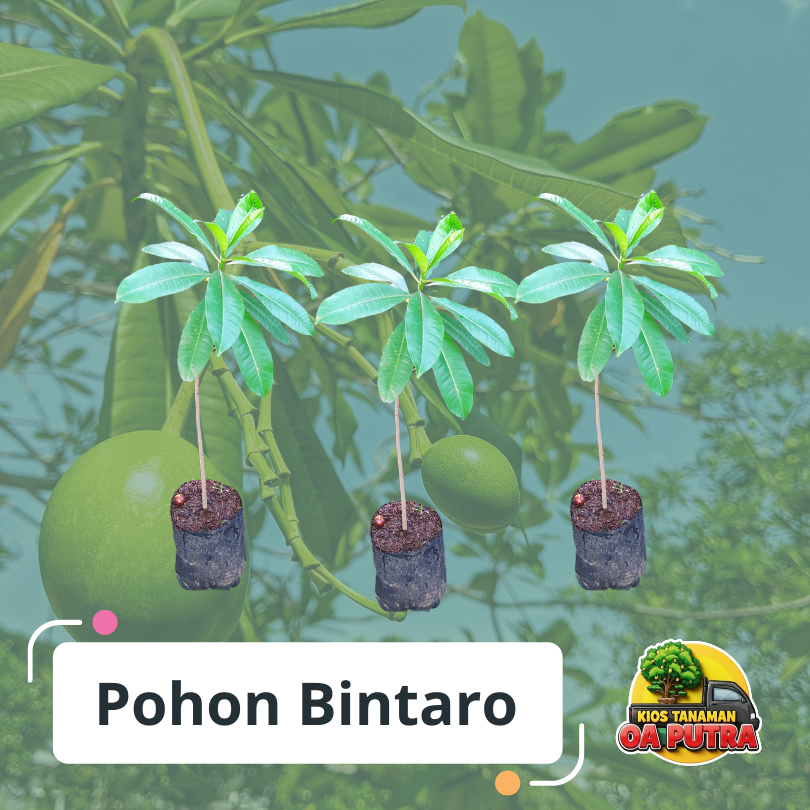 Bibit Pohon Bintaro 80 cm