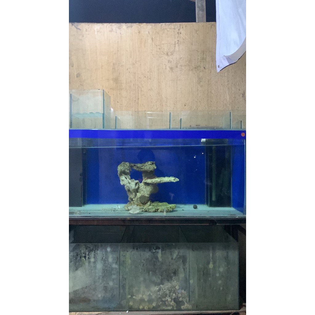 Ikan Channa Stewarti - Warna Hitam, Elegan, Mudah Dibesarkan