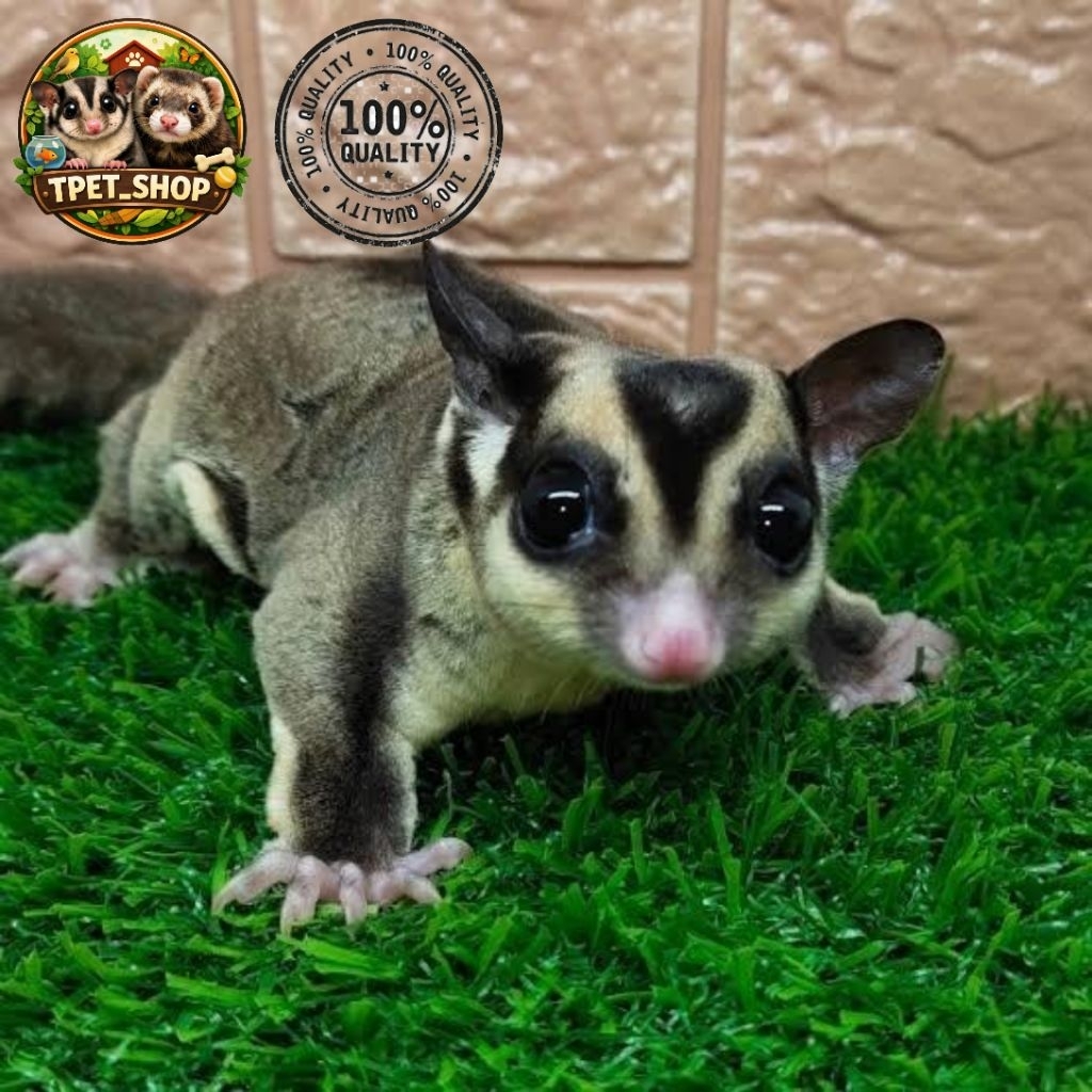 Sugar Glider | Classic Grey