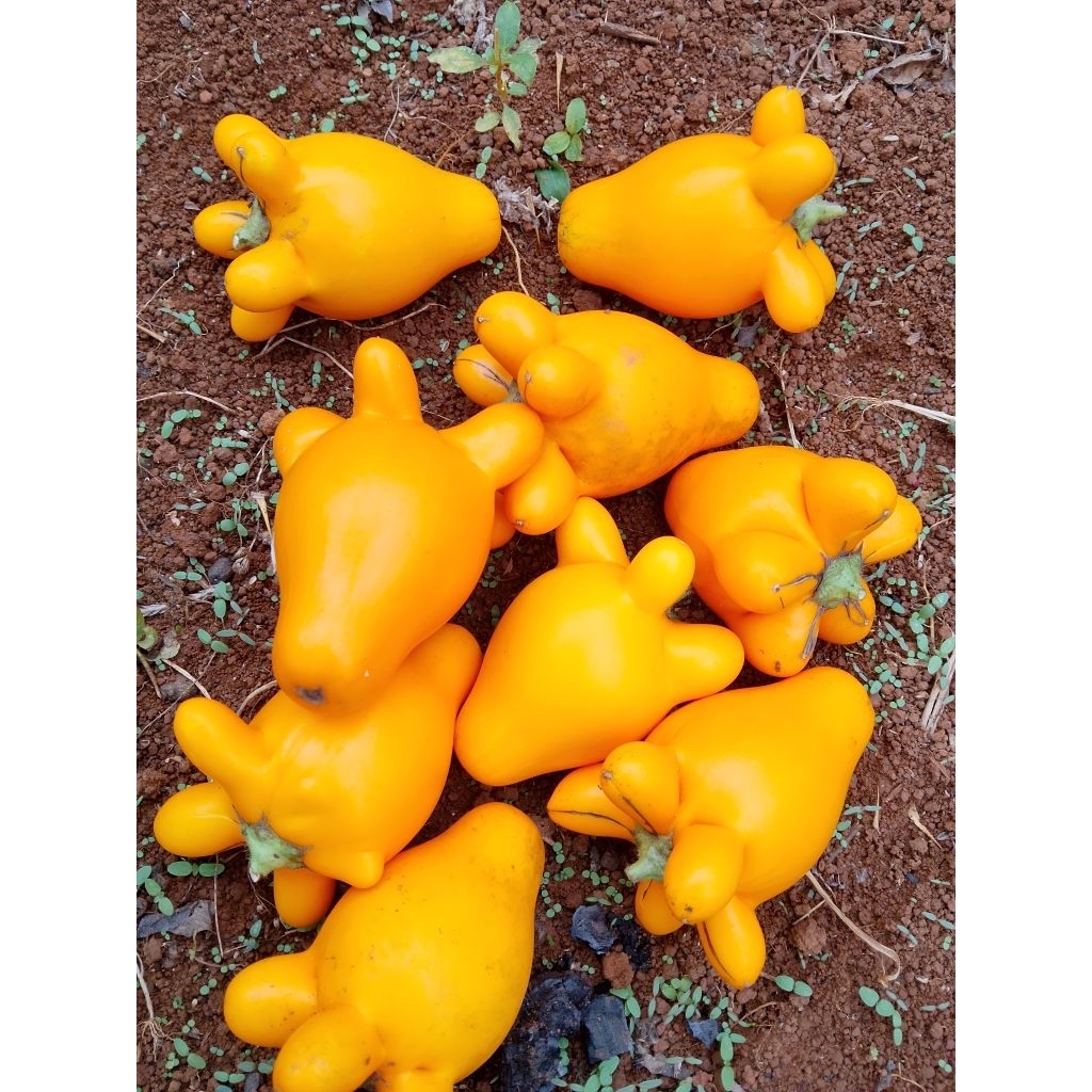 Terong susu / terong panda / 10 buah siap kirim