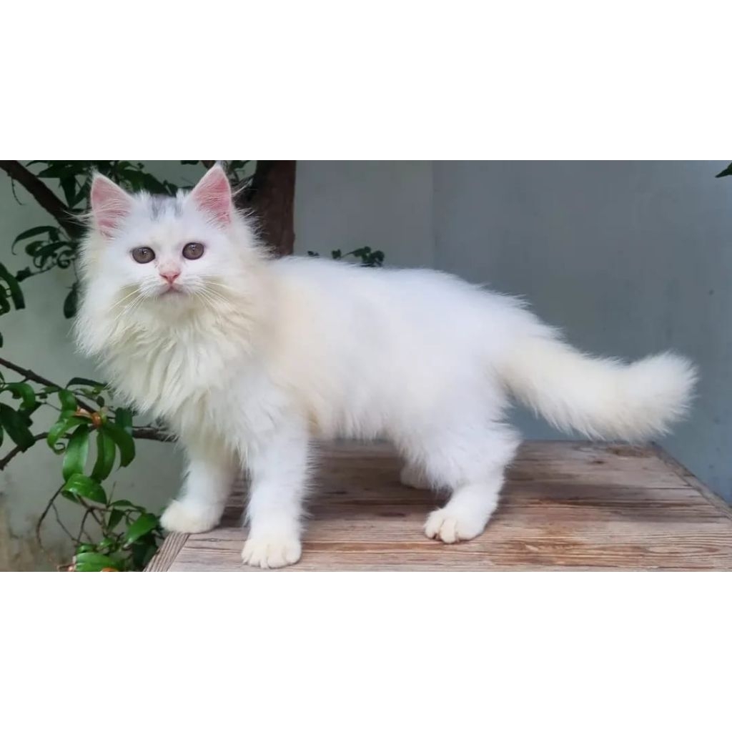 KUCING PERSIA BETINA 3 BULAN PUTIH LUCU