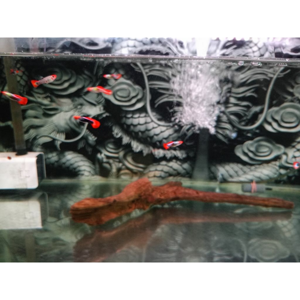Hiasan Aquarium/Ornamen Aquarium Guppy PRT KOI
