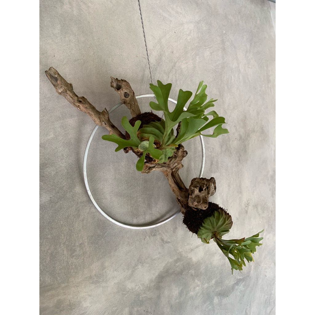 platycerium ridleyii