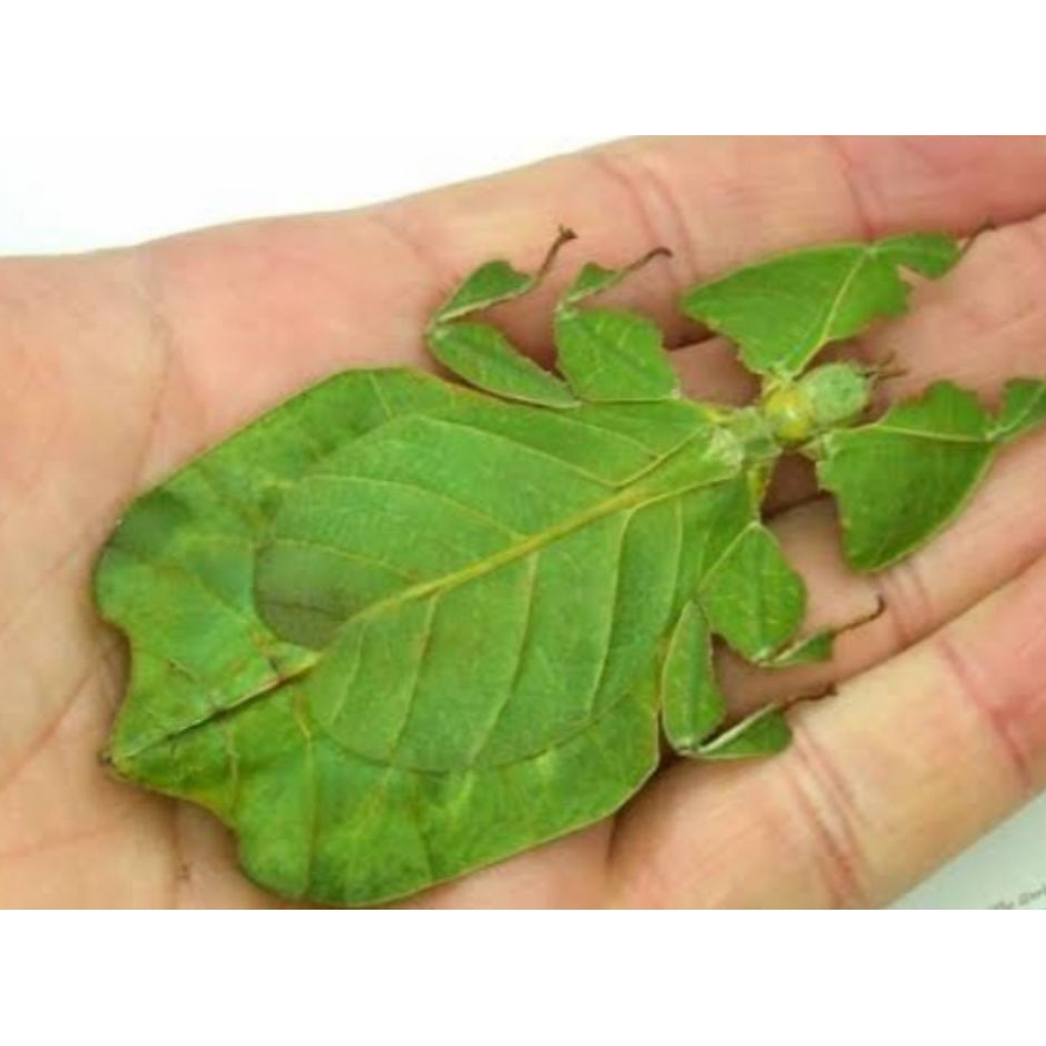 Awetan belalang daun phylium sp.