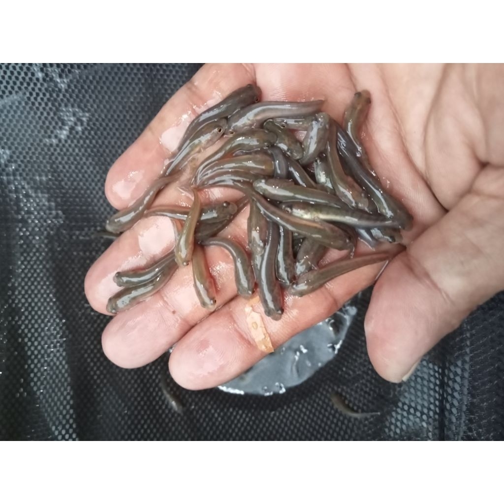 BIBIT IKAN GABUS UNGGUL (Bayong / Haruan / Kincling / Boncel / Kocolan / Kutuk) - Benih Ikan Gabus S