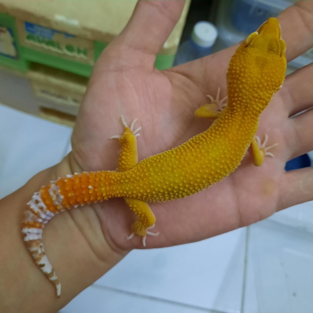 Mainan Anak Baby Gecko Leopard Sunglow Tremper X