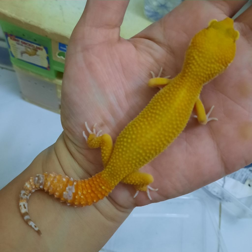 Mainan Anak Gecko Leopard Sunglow C