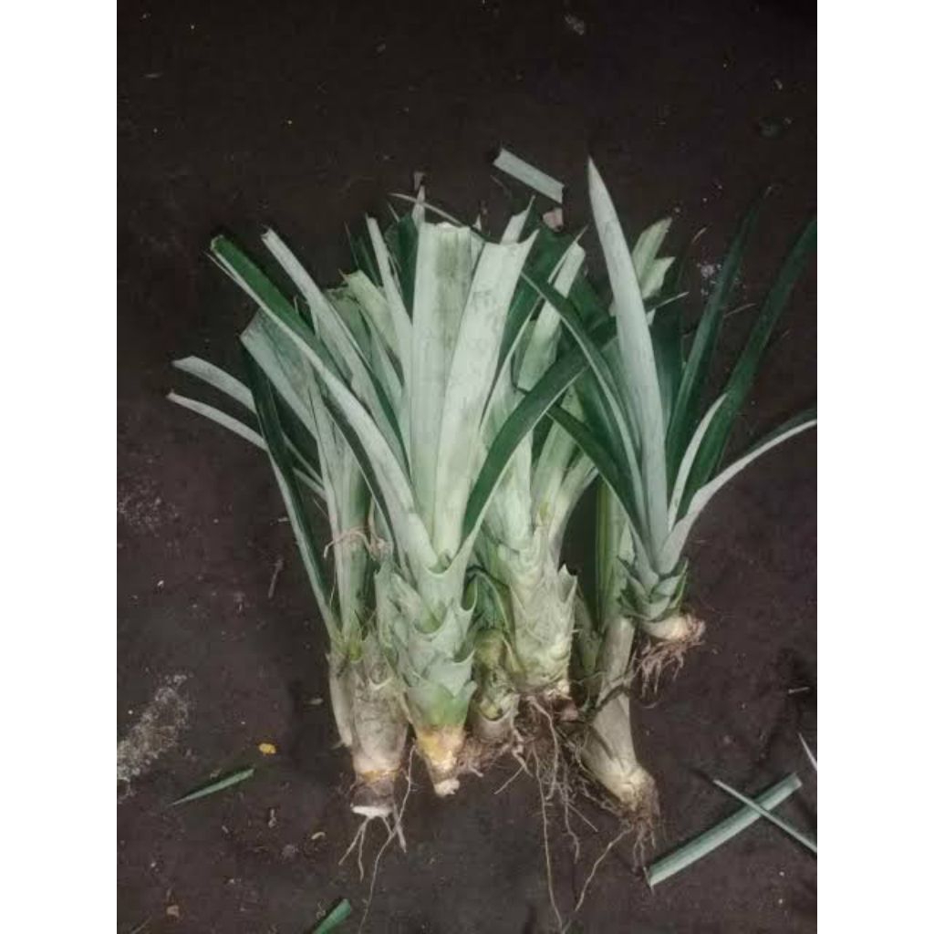 Bibit Nanas madu jumbo