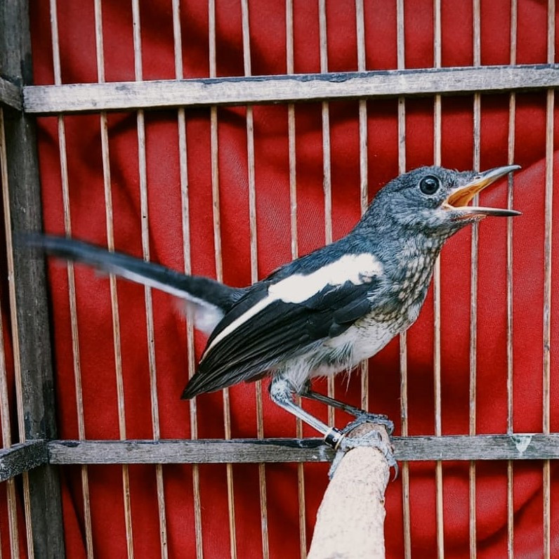 Burung Kacer Anakan Lohoh Jantan Sehat Lincah