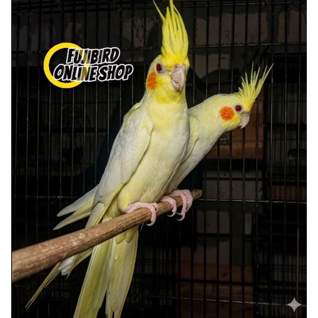 BURUNG FALK PARKIT AUSTRALI LUTINO MATA MERAH