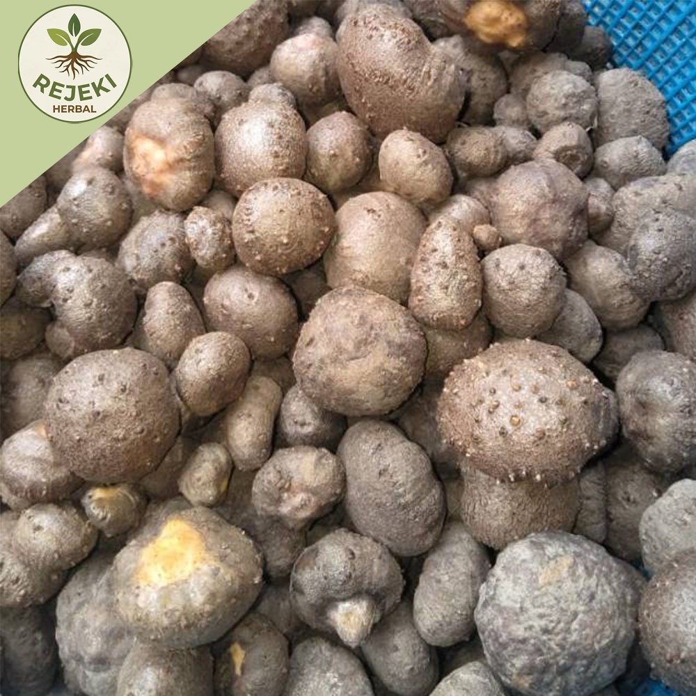 PromoPROMO SPESIAL! Bibit Katak Porang Super Unggul 100-200 biji Siap Tanam | 100% Dorman & Anti Jam