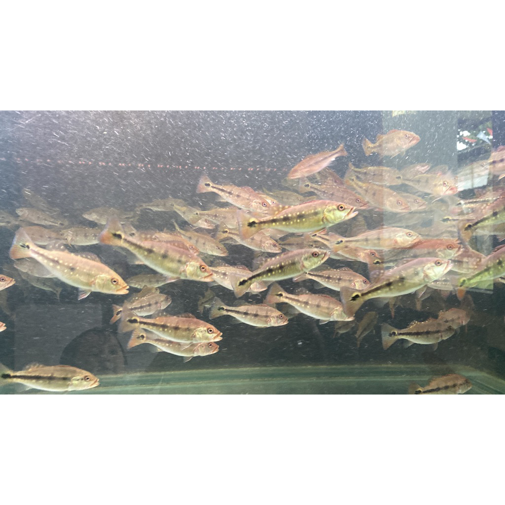 PBASS FOGO 8-9 CM PELET