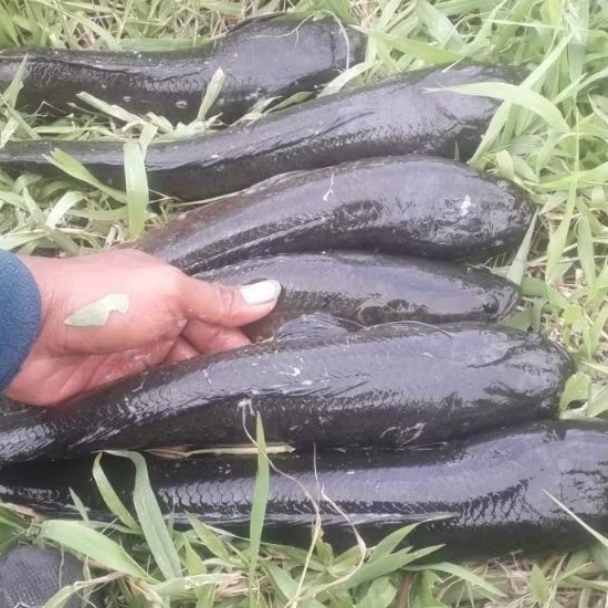ikan gabus/kutuk segar kemasan vakum 1kg