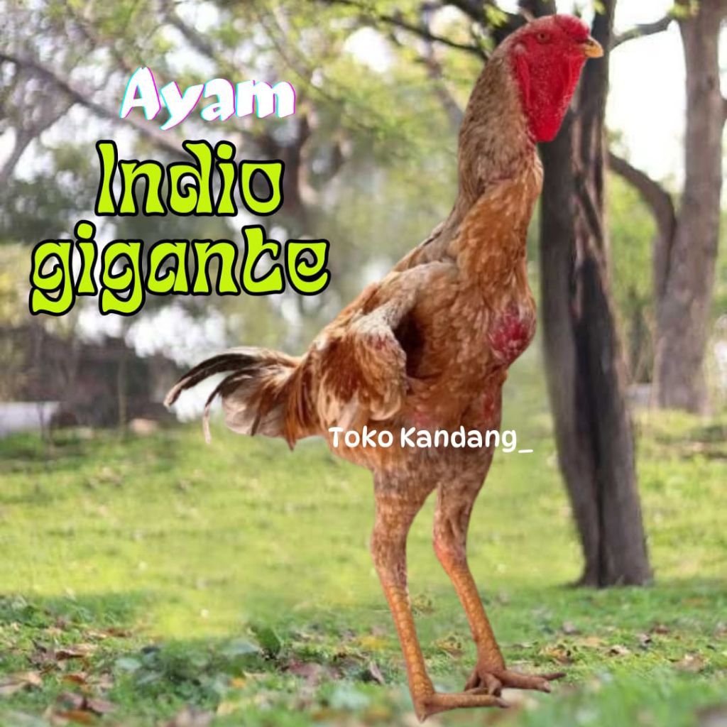 TELUR AYAM INDIO GIGANTE  UNTUK DITETASKAN
