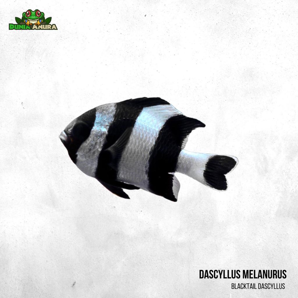 Ikan hias laut Betok Zebra - Blacktail humbug - Dascyllus melanurus