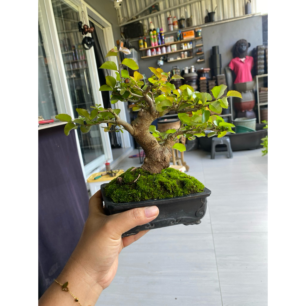 bonsai rukem buah