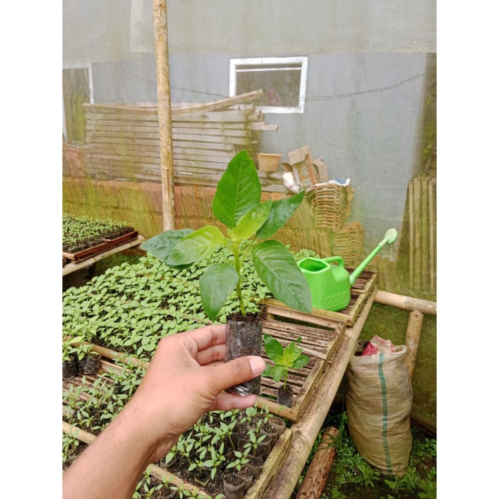 (5 POHON) BIBIT BAYAM DIAP TANAM - BIBIT BAYAM POTONG SIAP TANAM - BINIT BAYAM POTONG SUDAH BERAKAR 