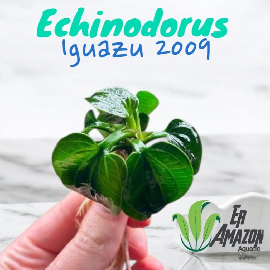 Echinodorus Iguazu 2009 Tanaman Aquascape Terarium Paludarium